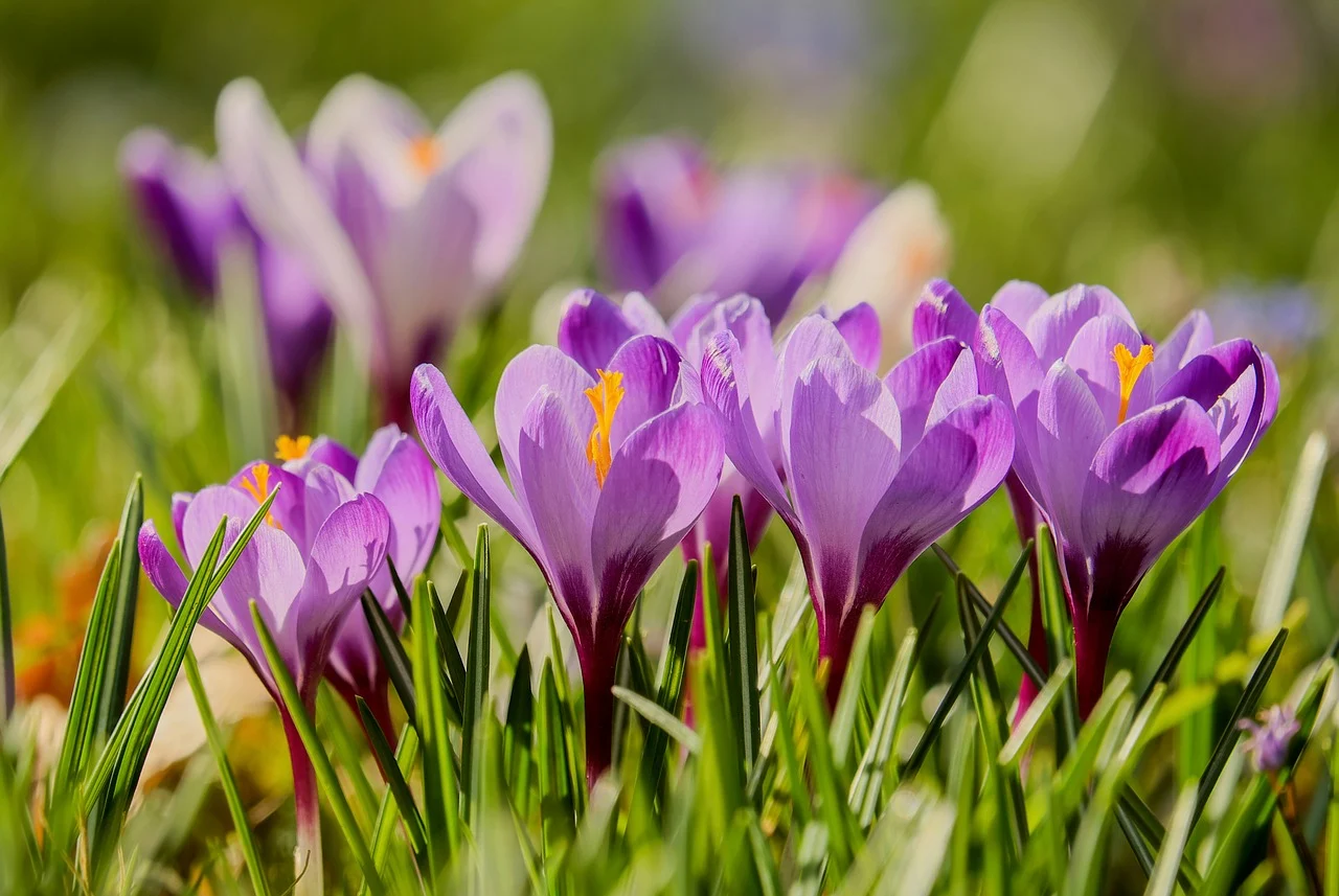 Lire la suite à propos de l’article Astuces pour prolonger la floraison de vos plantes préférées