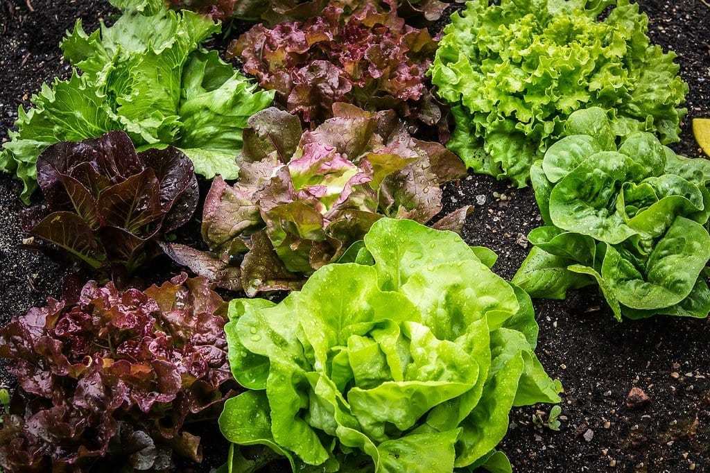 Lire la suite à propos de l’article Comment réussir son premier potager en 5 étapes simples &nbsp;?