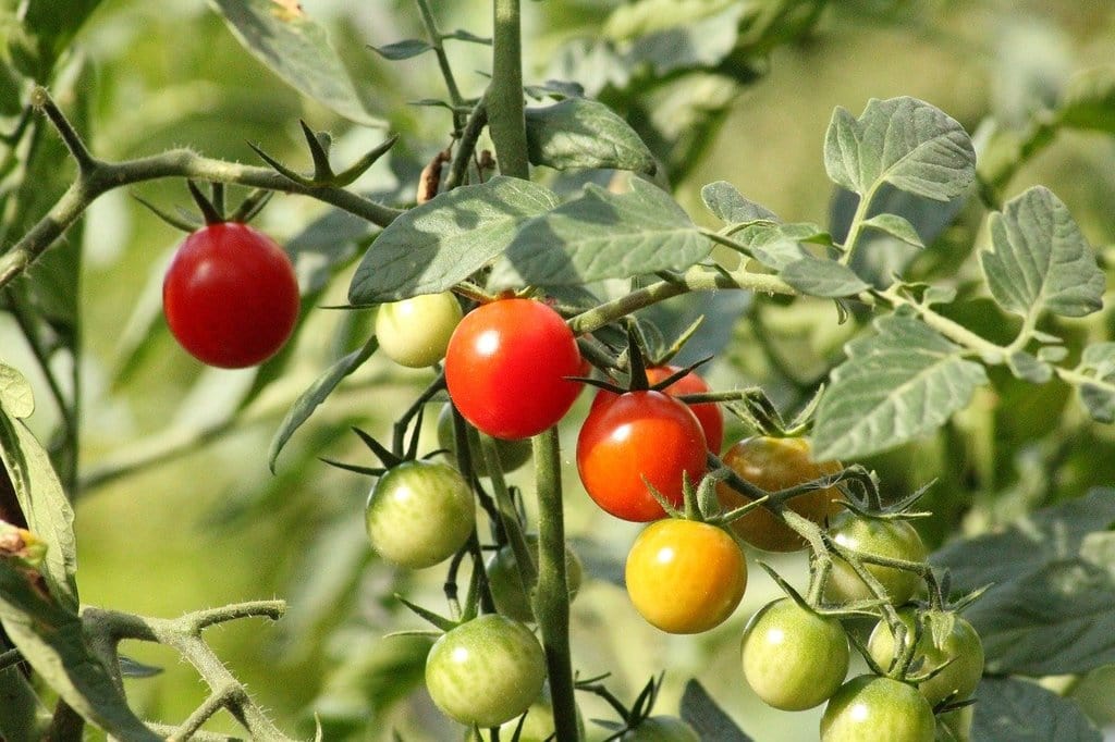 Lire la suite à propos de l’article Guide pour la rotation des cultures dans un petit potager