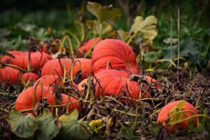 Lire la suite à propos de l’article Les légumes les plus faciles à cultiver pour les débutants