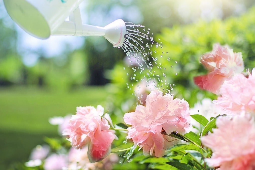 Un jardin productif avec l'engrais organique azoté