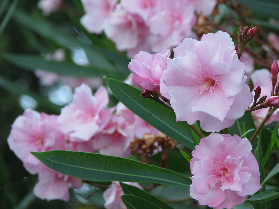 Tout savoir sur la maladie du laurier rose