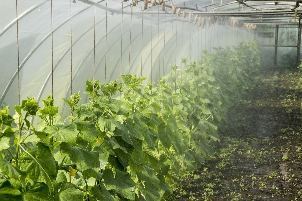 Les avantages d'un potager écologique et durable