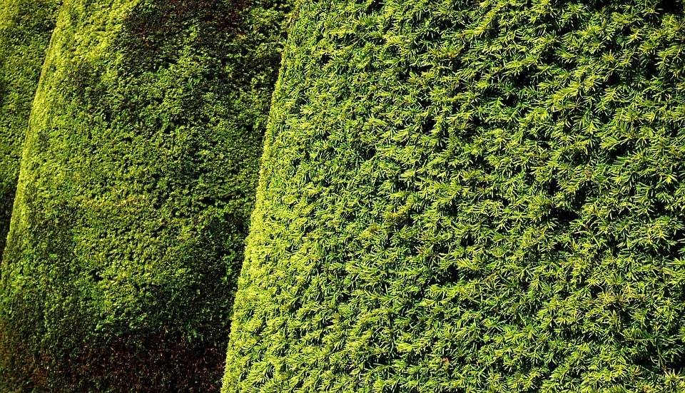 Pourquoi faire appel à un professionnel pour s'occuper de son jardin ?